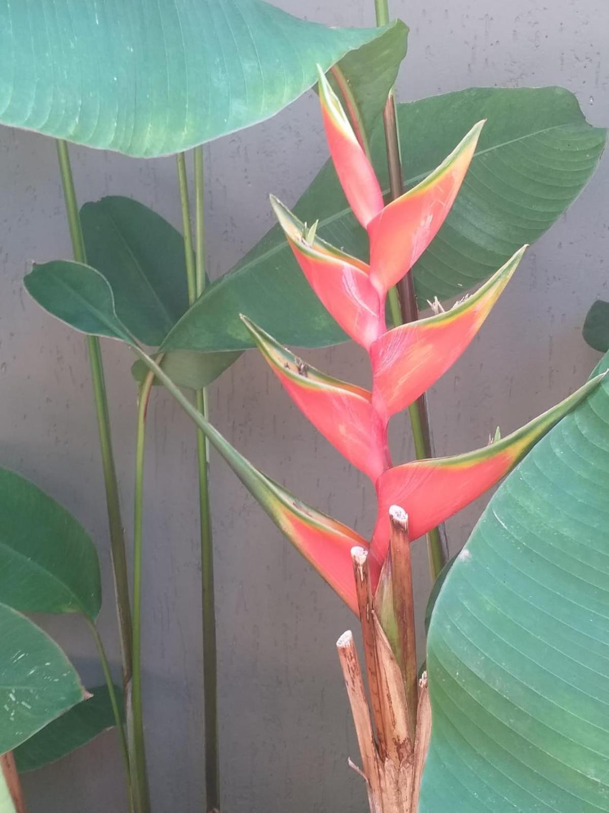 Chale Tulipa - Centro Praia Da Pipa Praia de Pipa Luaran gambar
